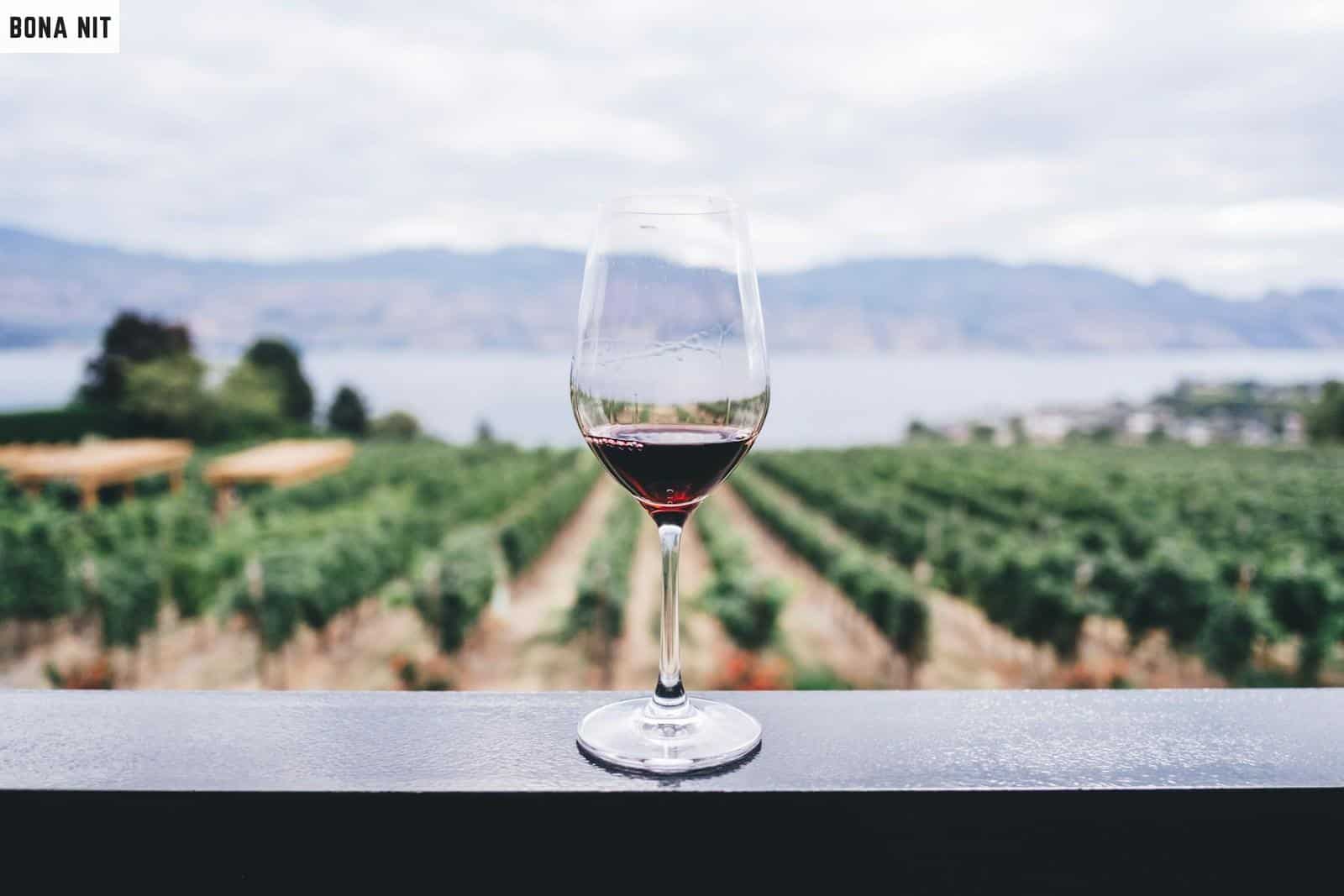 Guía para principiantes en catas de vino: Todo lo que necesitas saber