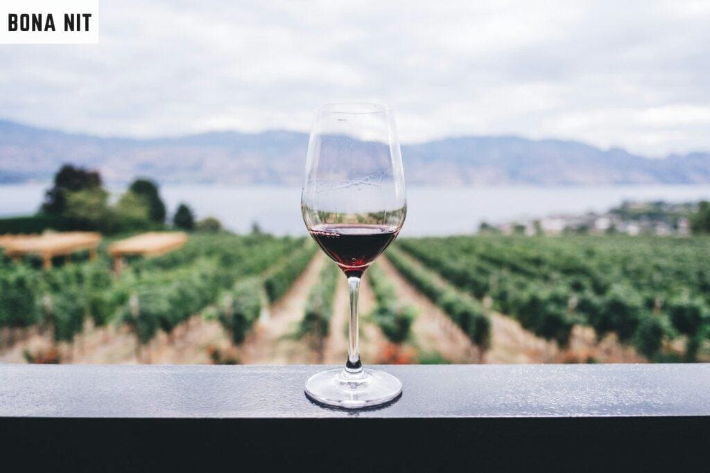 Guía para principiantes en catas de vino: Todo lo que necesitas saber